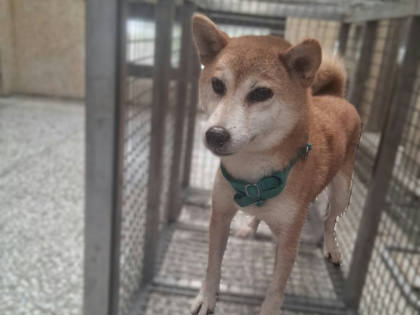 高雄市待認養狗｜柴犬｜黃色｜母