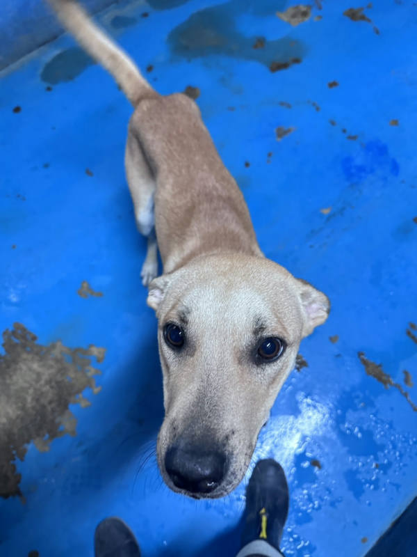 苗栗縣待認養狗 混種犬