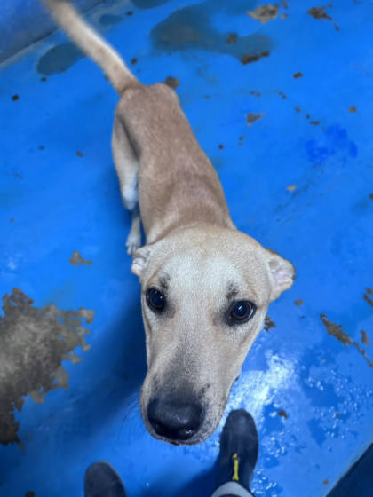 苗栗縣待認養狗｜混種犬｜黃色｜公