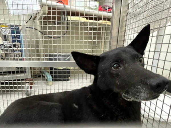台北市待認養狗 混種犬