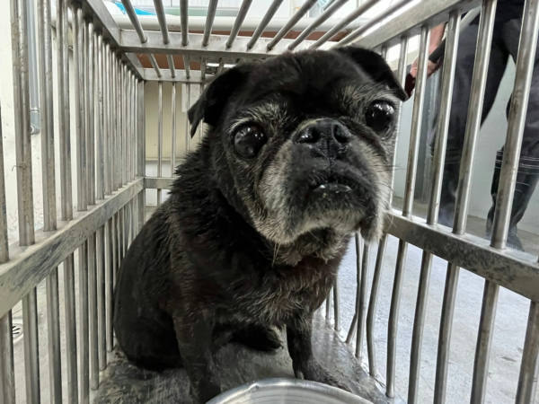 台北市待認養狗 巴哥犬