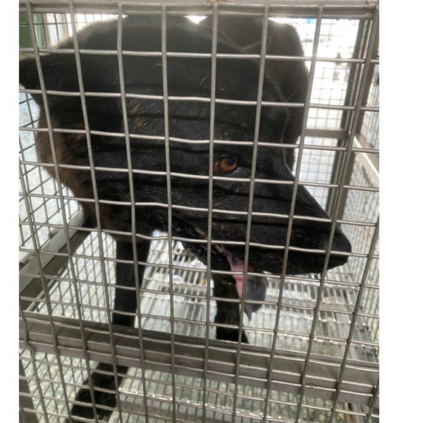 台南市待認養狗 混種犬