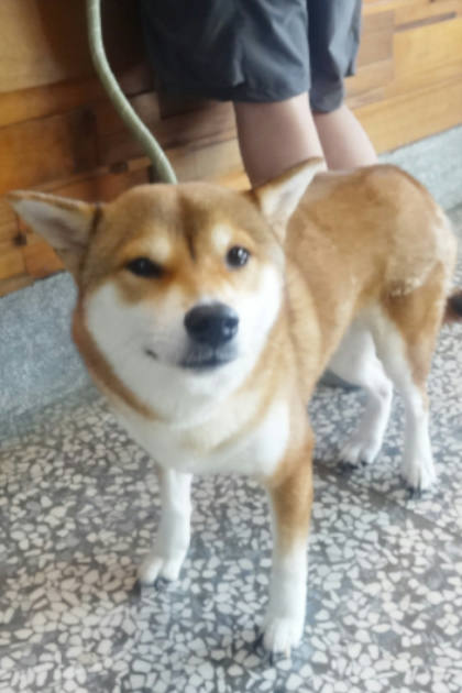 宜蘭縣待認養狗｜柴犬｜棕色｜母