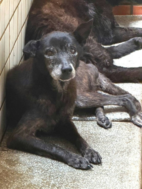 宜蘭縣待認養狗 混種犬