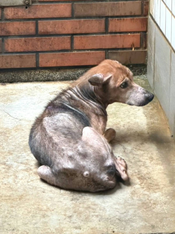宜蘭縣待認養狗 混種犬