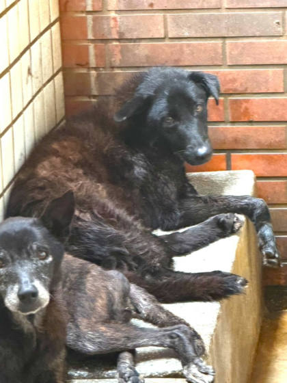 宜蘭縣待認養狗｜混種犬｜黑色｜公