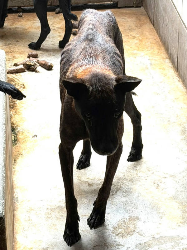 宜蘭縣待認養狗 混種犬