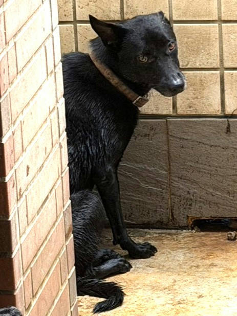 宜蘭縣待認養狗 混種犬