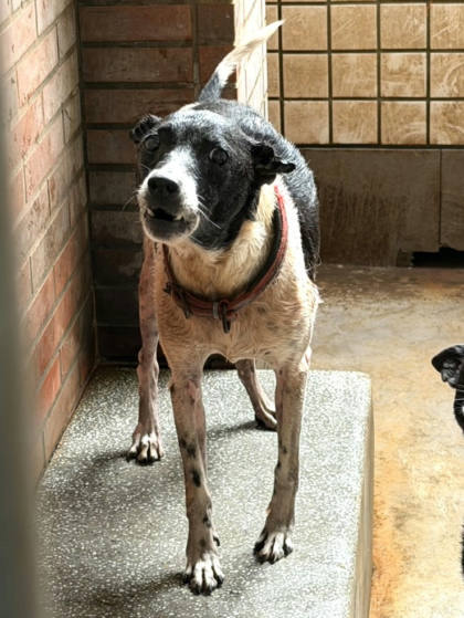 宜蘭縣待認養狗｜混種犬｜黑白色｜公