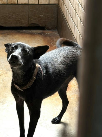 宜蘭縣待認養狗｜混種犬｜黑色｜母