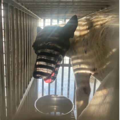 台南市待認養狗｜混種犬｜黑白色｜公