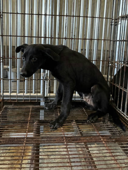 彰化縣待認養狗｜混種犬｜黑色｜公