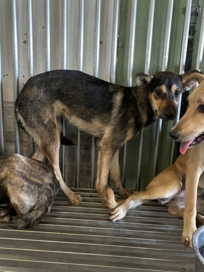 彰化縣待認養狗｜混種犬｜黑黃色｜母