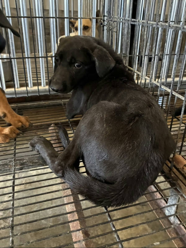 彰化縣待認養狗 混種犬