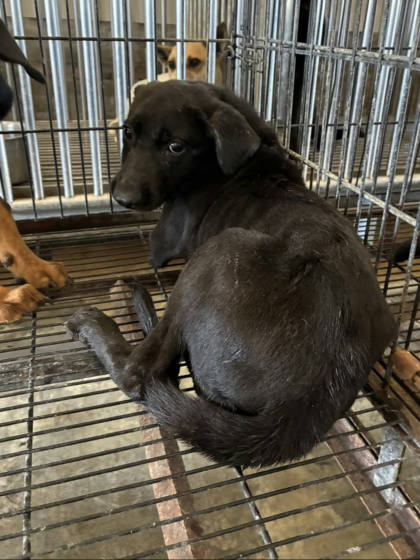 彰化縣待認養狗｜混種犬｜黑色｜公