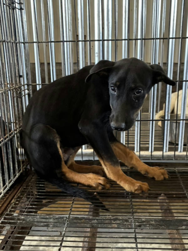 彰化縣待認養狗 混種犬