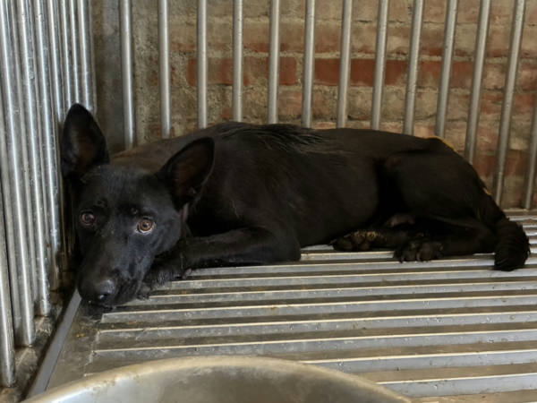彰化縣已領養狗 混種犬