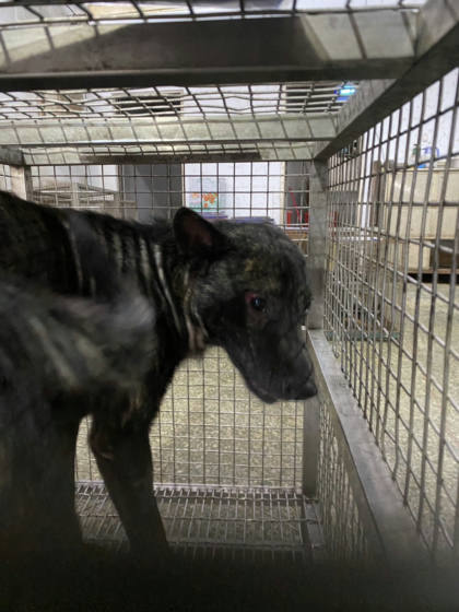台南市待認養狗｜混種犬｜黑色｜公
