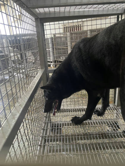 台南市待認養狗｜混種犬｜黑色｜母