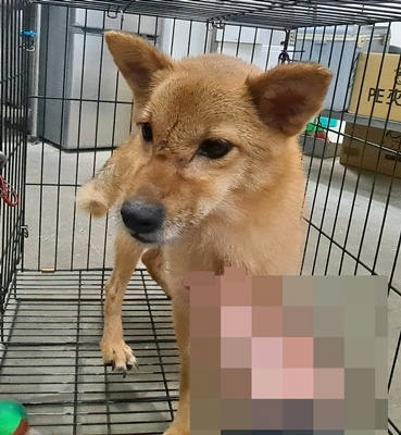 台中市待認養狗｜混種犬｜棕色｜母