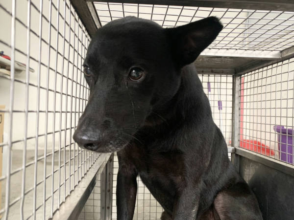 台北市待認養狗 混種犬