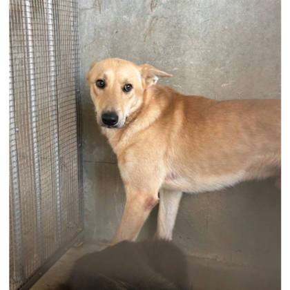 澎湖縣待認養狗｜混種犬｜黃色｜公