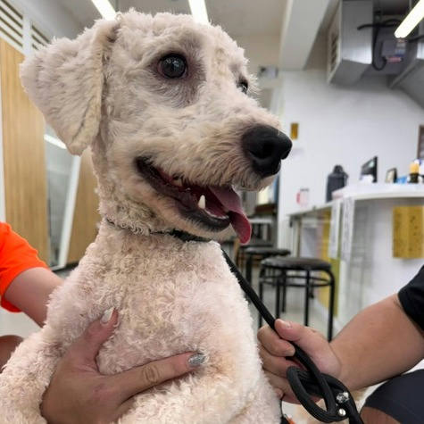 基隆市待認養狗 比熊犬