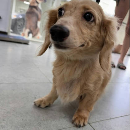 基隆市待認養狗｜臘腸犬｜米色