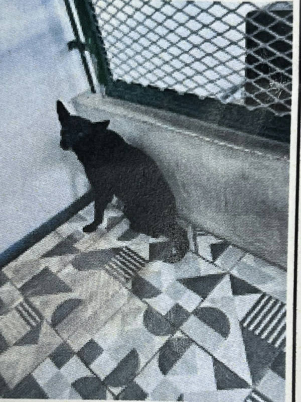 苗栗縣待認養狗 混種犬