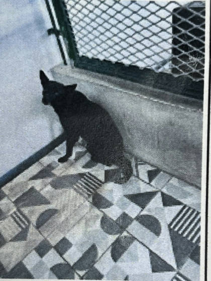苗栗縣待認養狗｜混種犬｜黑色｜公