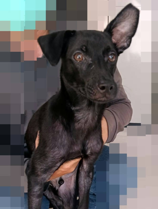 嘉義市待認養狗 混種犬