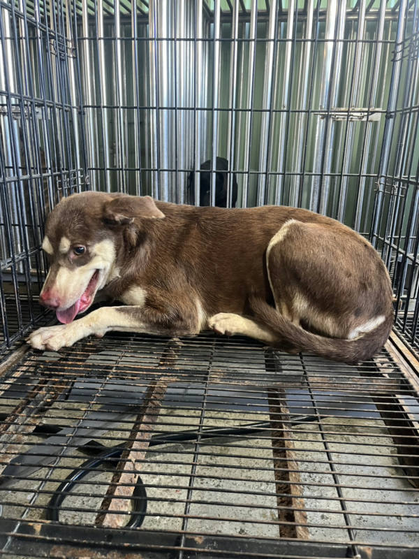彰化縣待認養狗 混種犬
