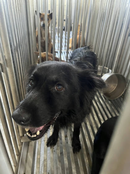 彰化縣待認養狗｜混種犬｜黑色｜母