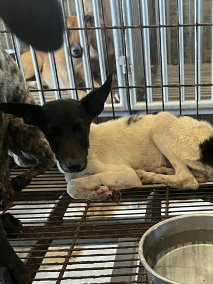 彰化縣待認養狗｜混種犬｜黑白色｜公