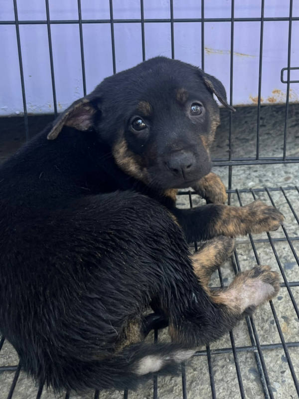 彰化縣待認養狗 混種犬