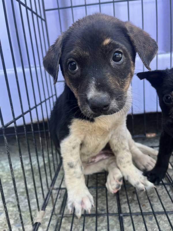 彰化縣待認養狗 混種犬