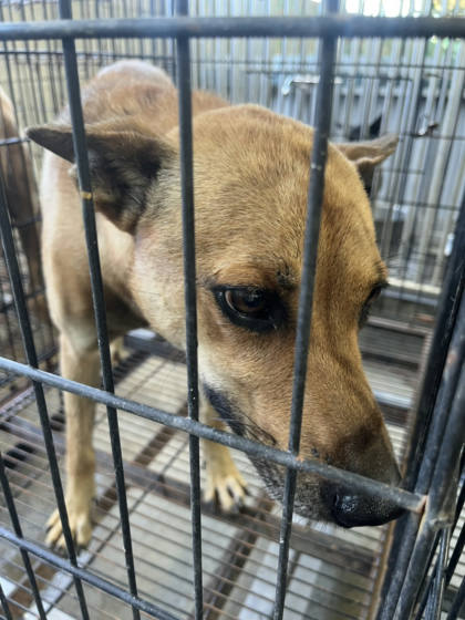 彰化縣待認養狗｜混種犬｜黃色｜公