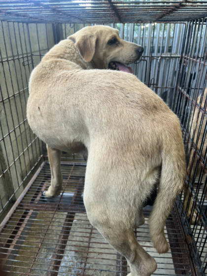 彰化縣待認養狗｜混種犬｜黃色｜公