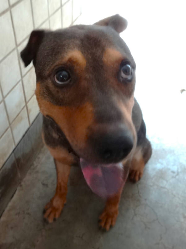 宜蘭縣待認養狗 混種犬