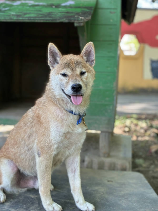 台南市待認養狗 柴犬