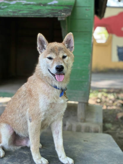 台南市待認養狗｜柴犬｜黃色｜公