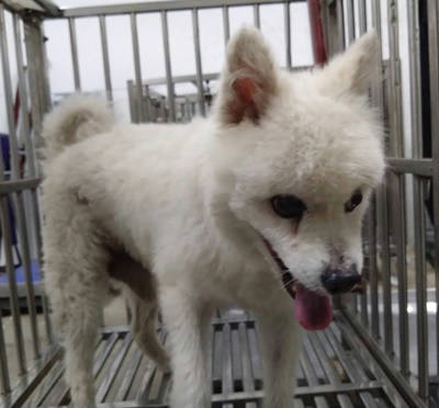 台中市待認養狗｜混種犬｜白色｜公