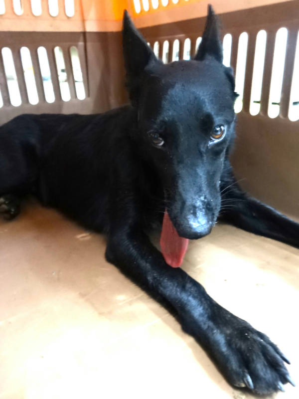 宜蘭縣待認養狗 混種犬