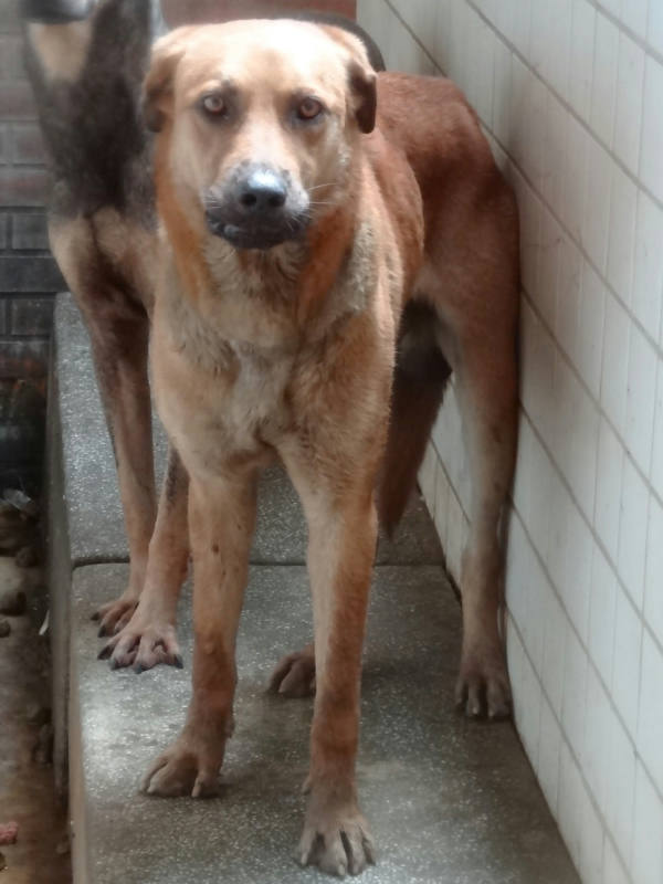 宜蘭縣待認養狗 混種犬