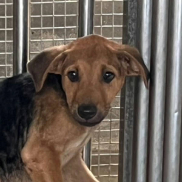 澎湖縣待認養狗 混種犬