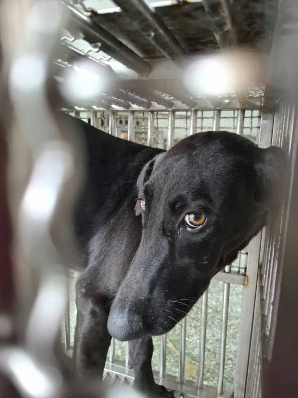 台南市待認養狗 混種犬