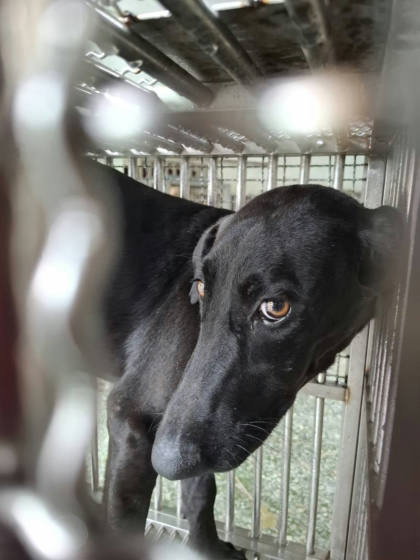 台南市待認養狗｜混種犬｜黑色｜母