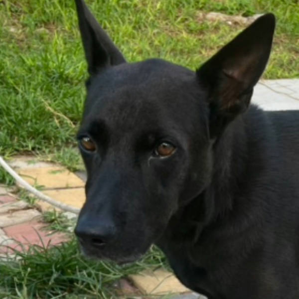 澎湖縣待認養狗 混種犬