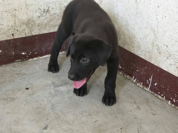 高雄市待認養狗 混種犬