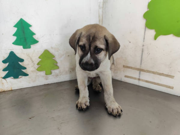 高雄市待認養狗 混種犬